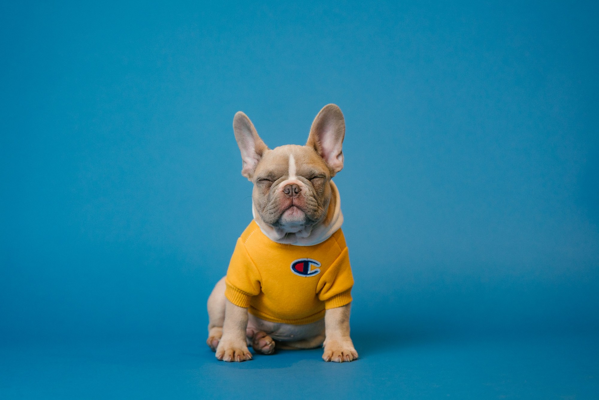 Estrategias de Retención de Clientes en E-commerce de Mascotas: La Importancia del Marketing Multicanal